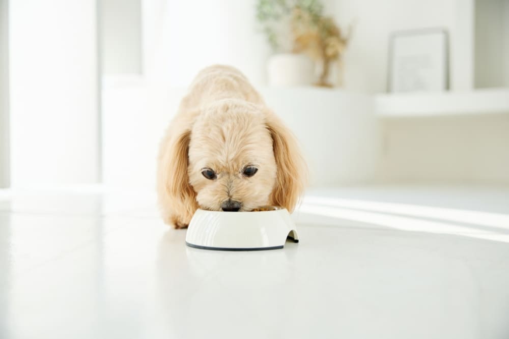 ペットの飼育費用を把握する